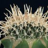 Pediocactus_peeblesianus_1